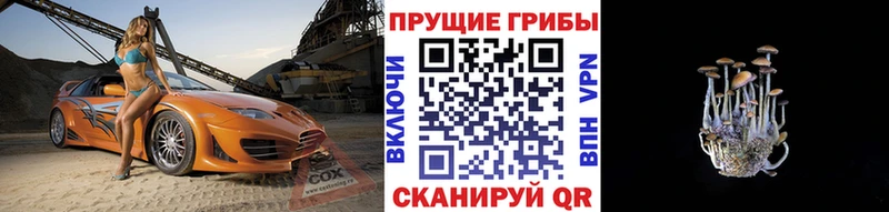 Псилоцибиновые грибы Cubensis  купить   Нариманов 